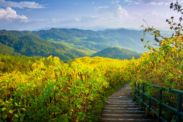 Beautiful yellow of Mexican sunflower field on hill at viewpoint with bluer sky in the background ,Doi Mae U Kho, Khun Yuam, Mae Hong Son province, Thailand