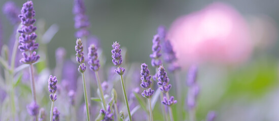 Lavendel Wiese Nahaufnahme