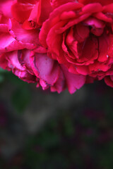 Beautiful delicate bush of pink roses, with bright green leaves on a background of green grass in the garden. Suitable for banners, posters, flyers.