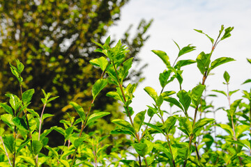 Fresh green leaves from a hedge in front of a blue sky on a nice summer day