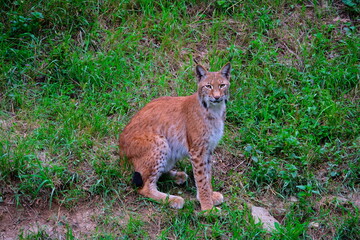 Red wild cat