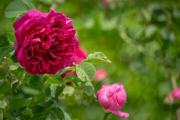 Selective close-up focus of beautiful  big red purple rose in natural sunlight on dark green bokeh background. Flower rose landscape, fresh wallpaper, nature background concept