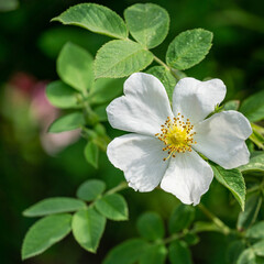 White dog rose (Rosa canina) beautiful single flower with green leaves background. White rosehip flower in the spring garden. Selective focus. Lyric motif for design.