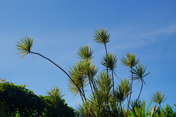 Needle-like vegetation in the city
