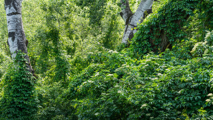 Beautiful landscape with white flowering plants in the wild forest. Light trunks of old trees covered with wild grapes. Concept for any natural design.