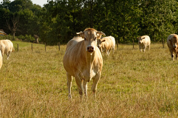 Obraz na płótnie Canvas cows in a field