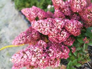 huge pink maroon inflorescences of Hydrangea paniculata Sundae Fraise. Magnificent blooming Bush.Flower desktop wallpaper