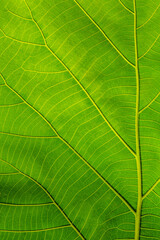Green leaves background, Leaf detail texture, flat top view