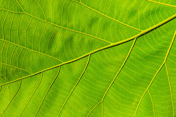 Fototapeta na wymiar Green leaves background, Leaf detail texture, flat top view