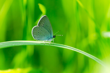 A small butterfly sits on a blade of grass in the sunlight, a blurry creative background. Insects of meadows and fields.