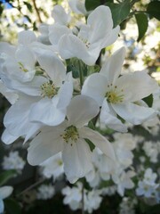 Fototapeta premium apple tree blossom