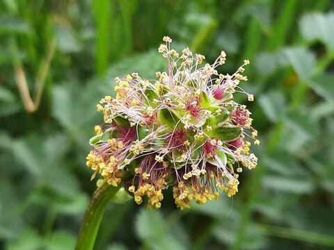 Kleiner Wiesenknopf (Sanguisorba minor) oder auch Pimpinelle oder Pimpernell
