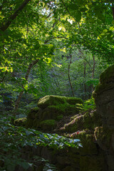 verlassener Steinbruch mitten im gr&uuml;nen Wald