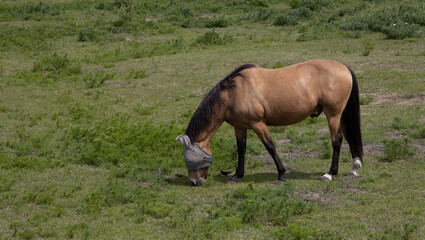 Obraz na płótnie Canvas Brown horse with fly mask on grazing in barnyard field with birds feeding alongside