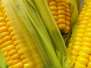 ripe corn boiled in green leaves