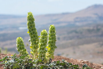 Moluccella plant, also known as the 