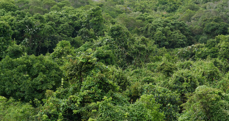 Forest mountain hill green tree