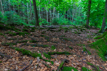 A hiking path full of tree trunks covered with mos next to the river Ho&euml;gne (english translation Ho&euml;gne River) in the Belgium Ardennes of the Liege province.