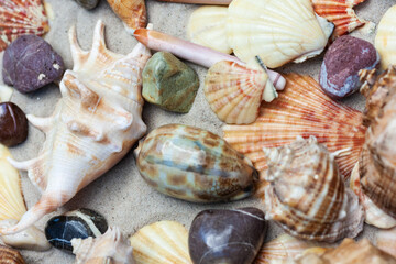 Seashells, sea stars, coral and stones on the sand, summer beach sea background travel concept.