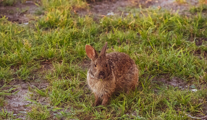 rabbit in the grass