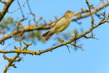 Melodious warbler on a branch - cute small yellow bird