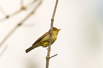 Melodious warbler on a branch - cute small yellow bird