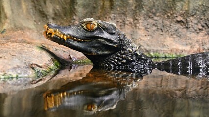 Beautiful close-up portrait of young caiman in water.