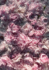 Mooie verse bloeiende roze pioenrozen textuur, close-up weergave
