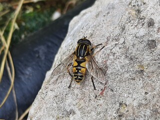 Gemeine Sumpfschwebfliege (Helophilus pendulus) sitzt am Teichufer auf einem Stein
