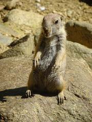 Chien de prairie aux aguets