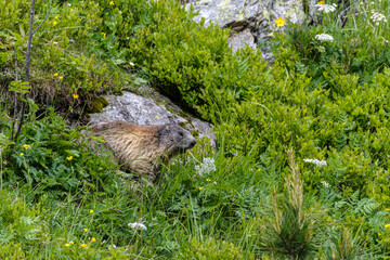 Marmot in the Alps