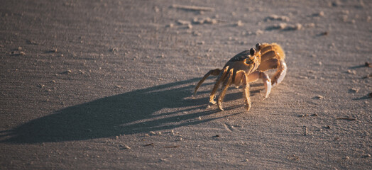 Crab Digging at Sunrise