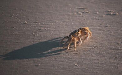 Crab Digging at Sunrise