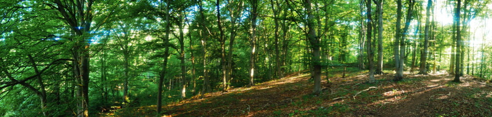 Wald Panorama Bildschirmschoner Morgenstimmung im Wald Ruhe relax 