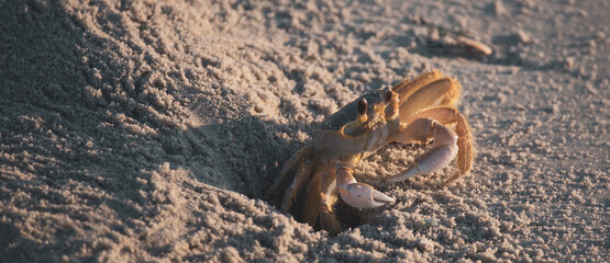 Crab Digging at Sunrise