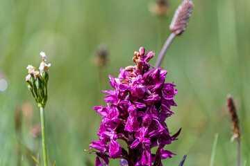 Purple flowers in the mountain