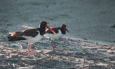 Shorebirds Nesting