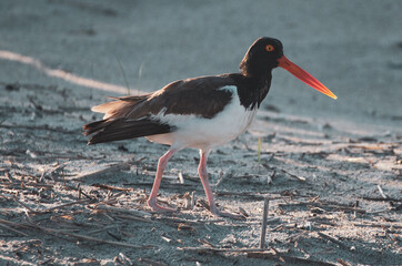 Shorebirds Nesting