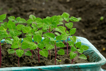 Green seedlings in plastic box close up,new sprouts preparing for planting into ground on spring, seasonal work in garden and yard on summer,image for calendar,poster