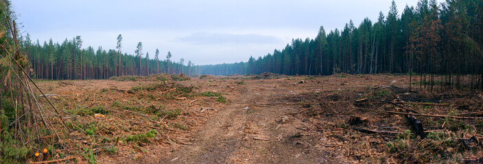 Deforestation. Area of illegal deforestation of coniferous vegetation. Green Forest illegal logging...