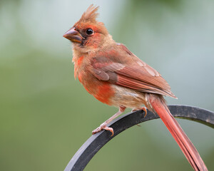 Juvenile Northern Cardinal Perched on Shepherd's Hook in Garden in South Central Louisiana in June
