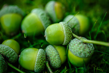 Green acorns on the grass in the forest. Fresh green background. close-up © popovatetiana