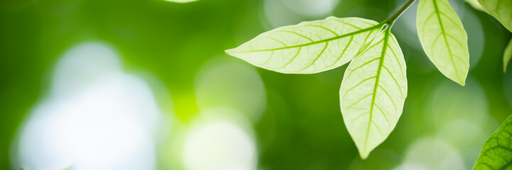 Concept nature of green leaf on blurred bokeh with copy space using as background natural, abstract background, greenery background, fresh wallpaper.