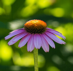 Flowers in Bloom