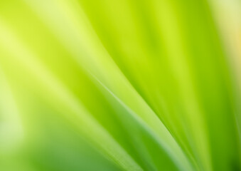 Concept nature of green leaf on blurred bokeh with copy space using as background natural, abstract background, greenery background, fresh wallpaper.