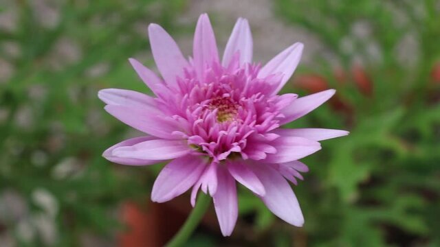 Vibrant pink chinese aster flower growing in a vase at the garden swaying in the wind. Fill the frame composition, flower close-up