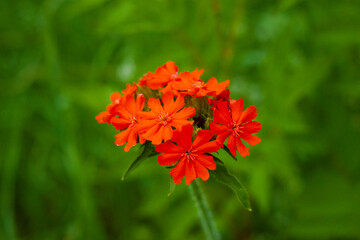 Siberian Lychnis in all its glory. Beautiful flower.