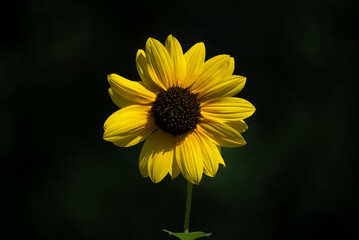 Flowers in Bloom