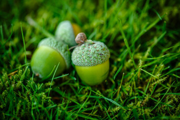 Green acorns on the grass in the forest. Fresh green background. close-up