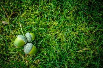 Green acorns on the grass in the forest. Fresh green background. close-up